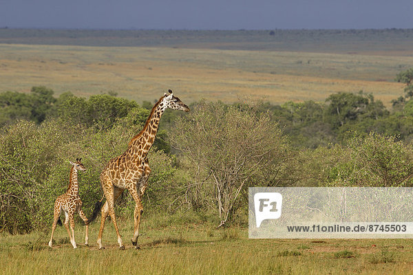 Masai Mara National Reserve  Afrika  Kenia