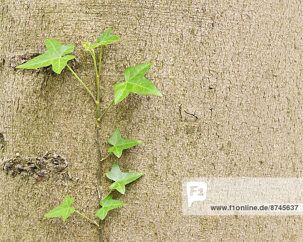 Efeu Hedera helix  Baum  Wachstum  Baumstamm  Stamm  Buche  Buchen  Belgien