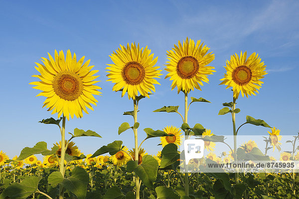 Common Sunflowers (Helianthus annuus) against Clear Blue Sky  Tuscany  Italy