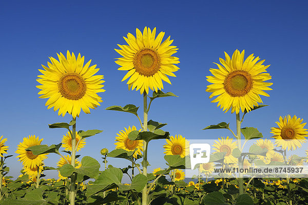 Common Sunflowers (Helianthus annuus) against Clear Blue Sky  Tuscany  Italy