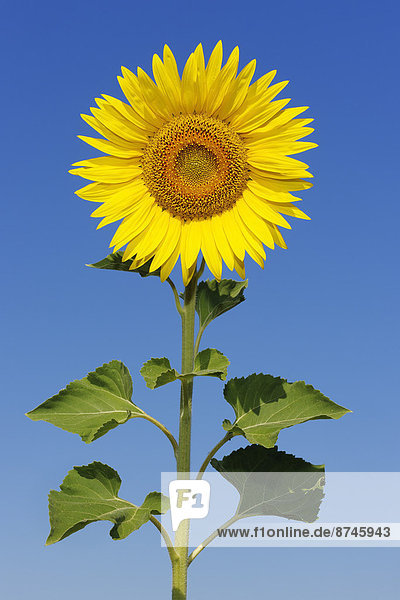 durchsichtig  transparent  transparente  transparentes  Sonnenblume  helianthus annuus  Himmel  blauer Himmel  wolkenloser Himmel  wolkenlos  blau  Italien  Toskana