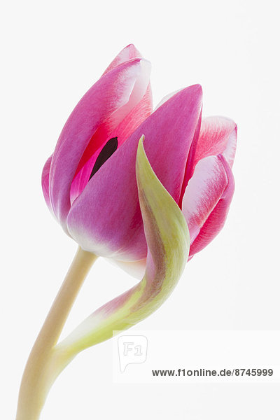 hoch  oben  nahe  Studioaufnahme  weiß  Hintergrund  pink  Tulpe