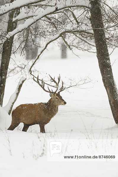 Male Red Deer (Cervus elaphus) in Winter  Bavaria  Germany