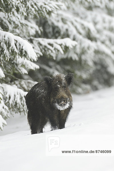 Wild Boar (Sus scrofa) in Winter  Bavaria  Germany