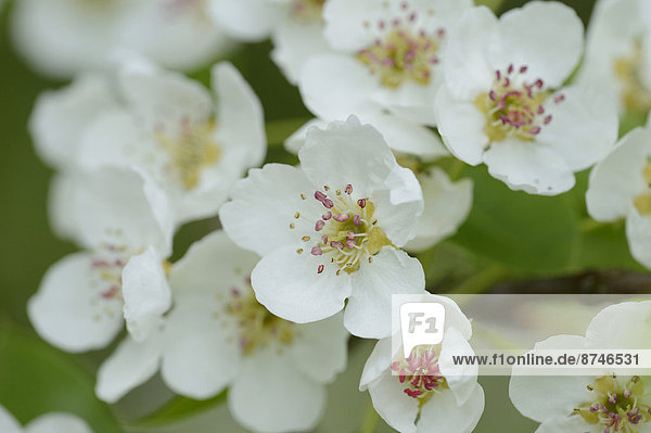 Close-up of Pear Blossoms in Spring  Upper Palatinate  Bavaria  Germany