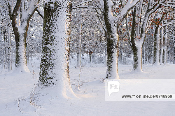 Snow Covered Trees  Bavaria  Germany