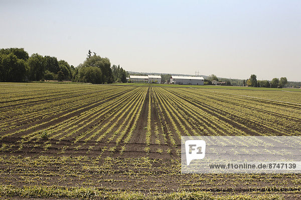 Agrarland  Kanada  Ontario