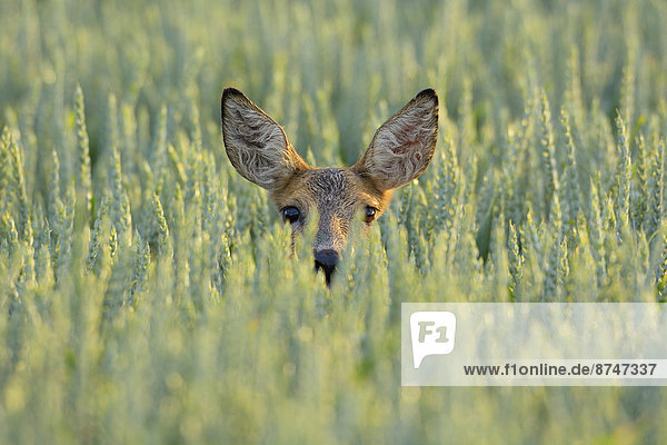 Portrait of Roe Deer (Capreolus capreolus) Doe in Grain Field  Hesse  Germany