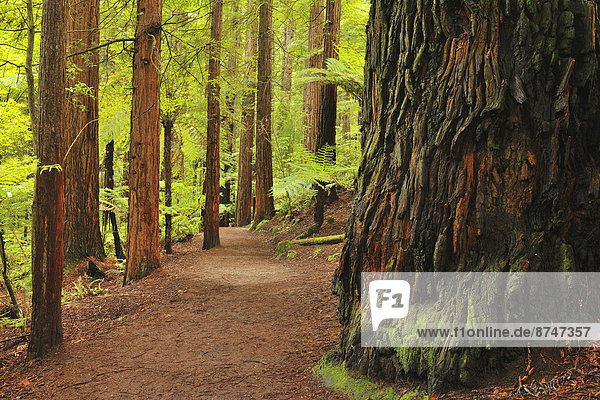 Baum  Weg  Wald  Sequoia  neuseeländische Nordinsel  Bay of Plenty  Neuseeland