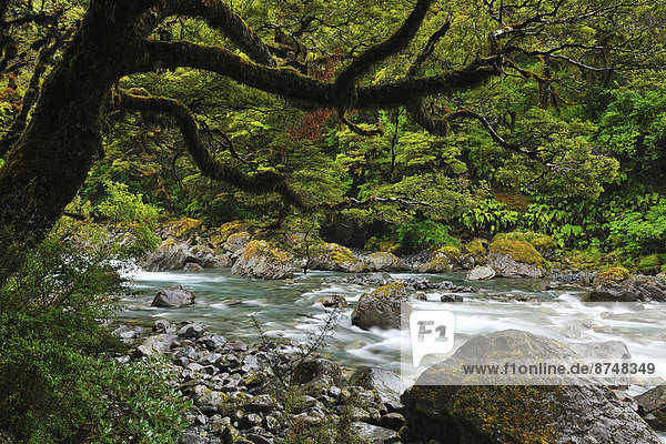 neuseeländische Südinsel  Fiordland National Park  Gebirgsbach  Neuseeland  Southland