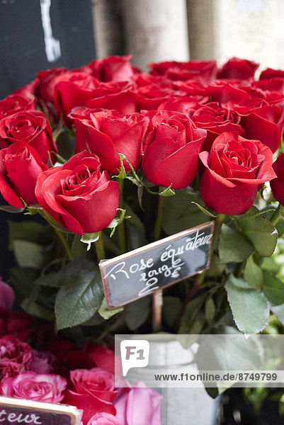 hoch  oben  nahe  Paris  Hauptstadt  Frankreich  Bündel  rot  Rose  verkaufen