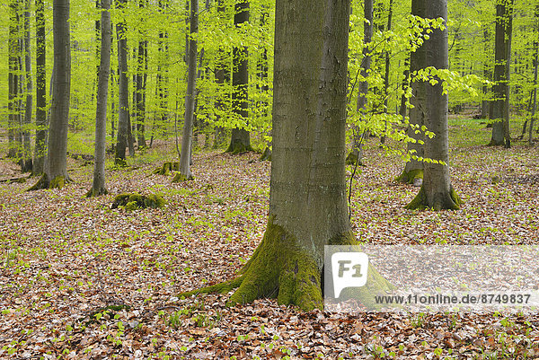 Baum  Wald  Buche  Buchen  Deutschland  Hessen