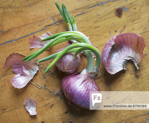 Sprouting shallots on wooden background  studio shot