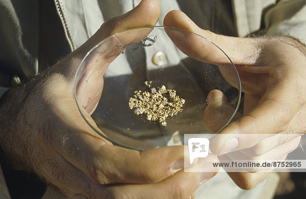 Close-Up of a Man Holding a Dish of Small Gold Nuggets Australia