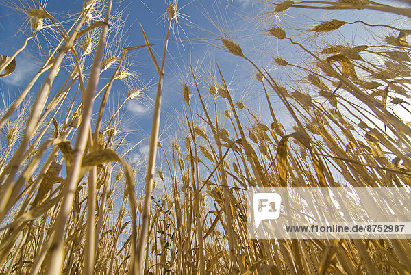 ripe stalks of wheat low angle view