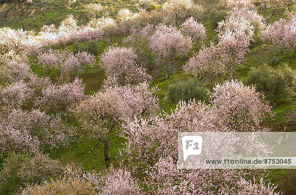 Baum  Blüte  Mandel  Andalusien  Spanien