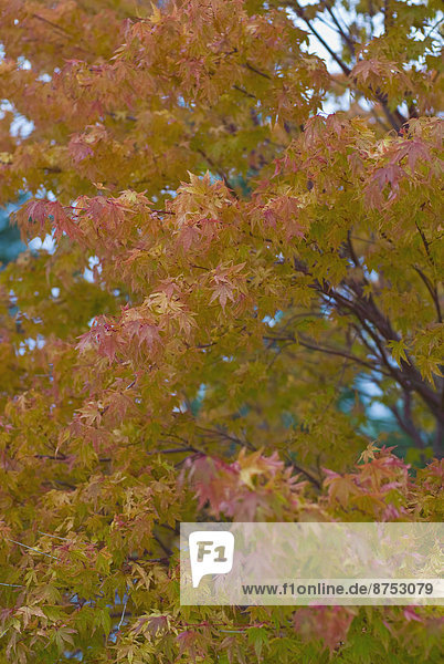 Farbaufnahme Farbe Pflanzenblatt Pflanzenblätter Blatt Herbst rot
