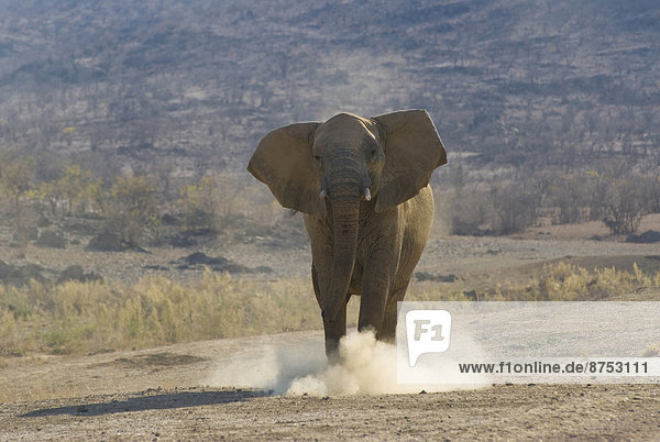 angry elephant during mock attack