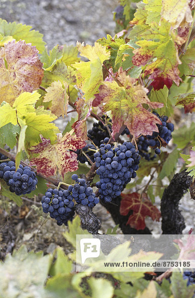 Rripe grapes on vine in autumn colors