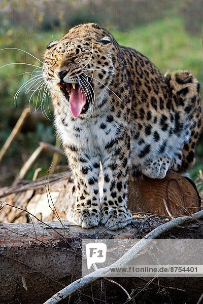 Amur Leopard  panthera pardus orientalis  Adult Yawning.