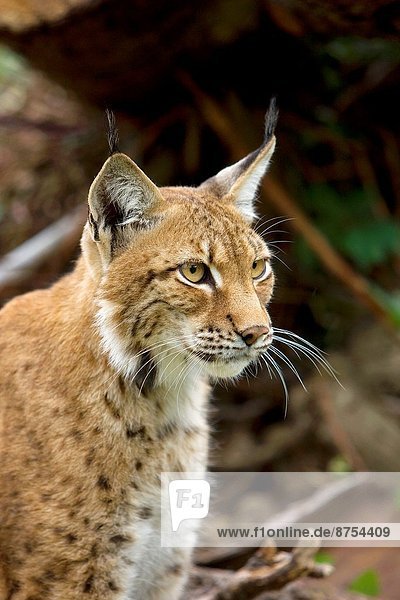 Siberian Lynx  lynx lynx wrangeli.