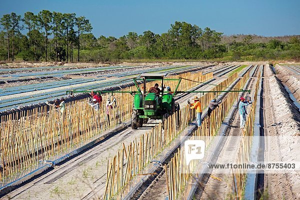 Immokalee  Florida - Workers place stakes in rows where tomatoes will grow.