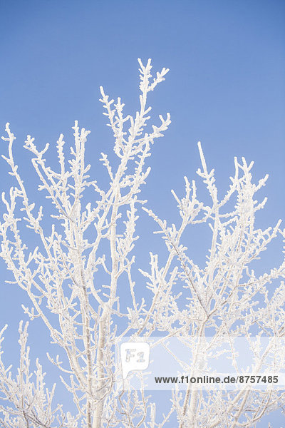 durchsichtig  transparent  transparente  transparentes  Winter  Baum  Himmel