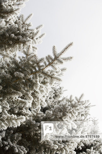 durchsichtig  transparent  transparente  transparentes  Winter  Baum  Himmel  Kiefer  Pinus sylvestris  Kiefern  Föhren  Pinie
