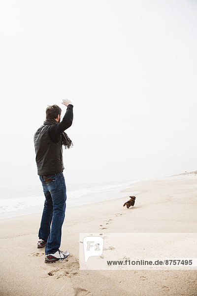 Dachshund fetching on beach