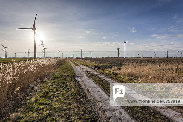 Landschaft mit Windrädern in Dithmarschen  Schleswig-Holstein  Deutschland