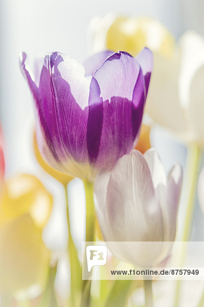 Blühende Tulpen
