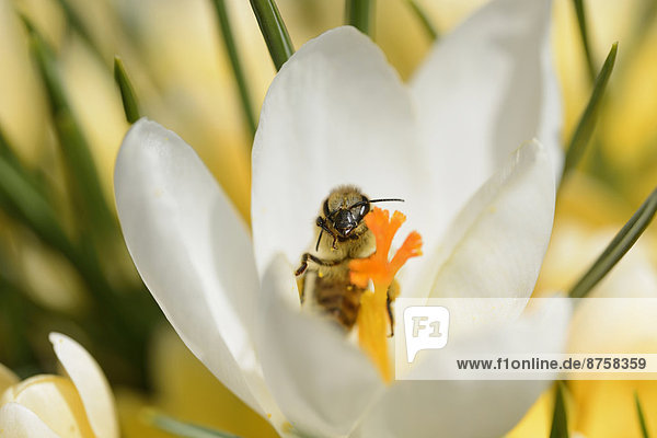 Honigbiene  Apis mellifera  auaf einem Frühlings-Krokus  Crocus vernus  Oberpfalz  Bayern  Deutschland  Europa