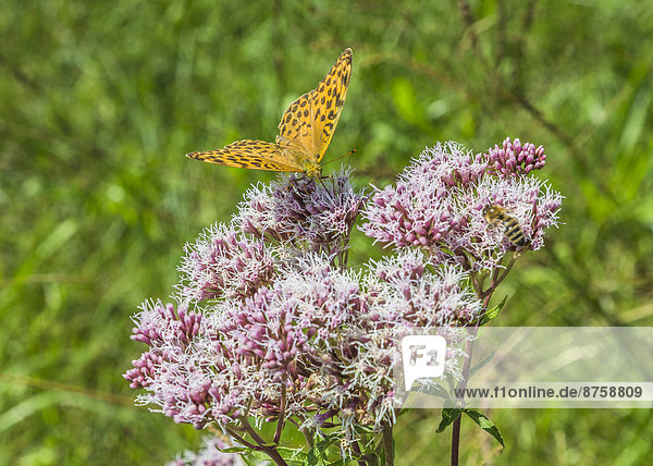 Adenostyles alliariae agriculture animal Bavaria blossom blossoms Brush-footed butterfly Butterfly daytime Fritillary Germany Insect nature nobody outdoors Queen of Spain fritillary wild animal wildlife