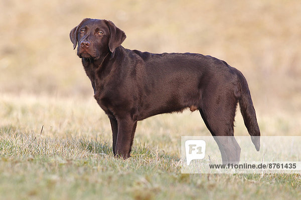 Brauner Labrador Retriever  Rüde steht im Gras  Deutschland