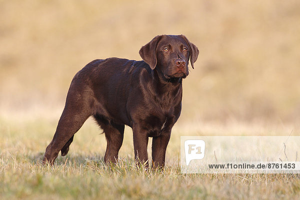 Brauner Labrador Retriever  Rüde steht im Gras  Deutschland