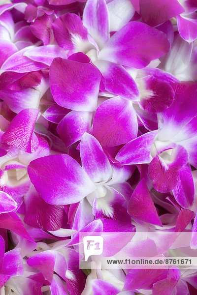 Pink-weiße Orchideen-Blüten (Dendrobium)  Thailand