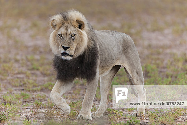 Löwe (Panthera leo) Kgalagadi-Transfrontier-Nationalpark Nordkap Südafrika