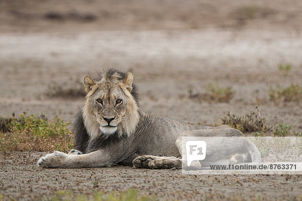 Löwe (Panthera leo)  Kgalagadi-Transfrontier-Nationalpark  Nordkap  Südafrika