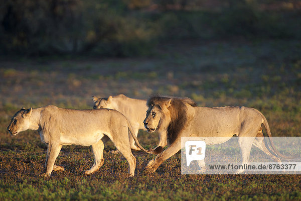 Lions (Panthera leo) Kgalagadi Transfrontier Park Northern Cape South Africa