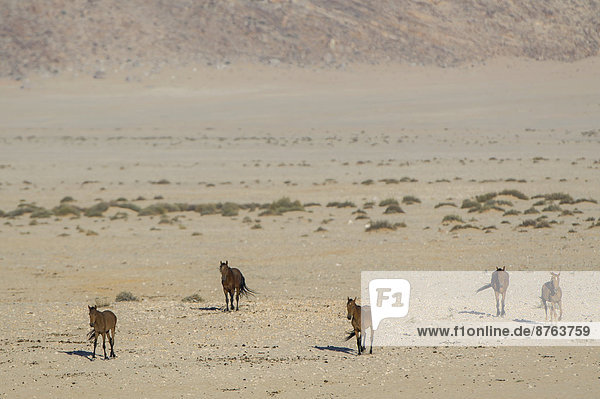 Wildpferde in der Namibwüste  Nachkommen von Pferden der deutschen Kolonialtruppen in Deutsch-Südwestafrika  Garub  ?Karas  Namibia