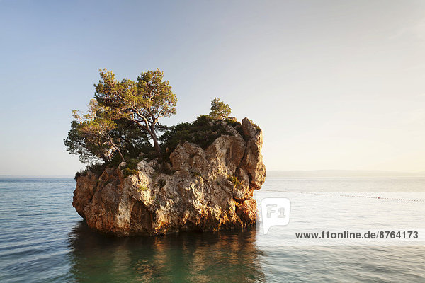 Felsbrocken Baum Wachstum Meer Adriatisches Meer Adria Kroatien Dalmatien