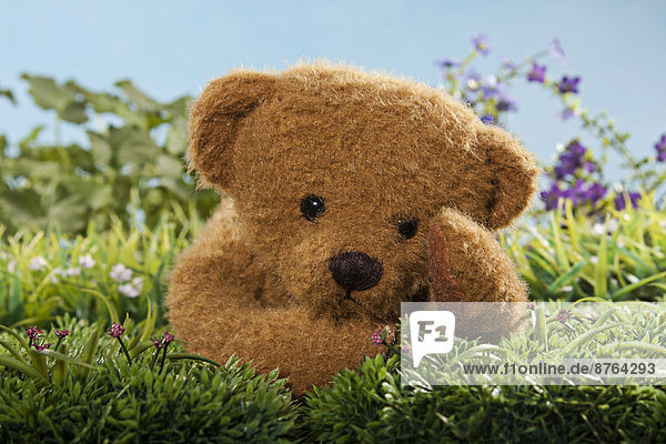 Im Gras liegender Teddybär