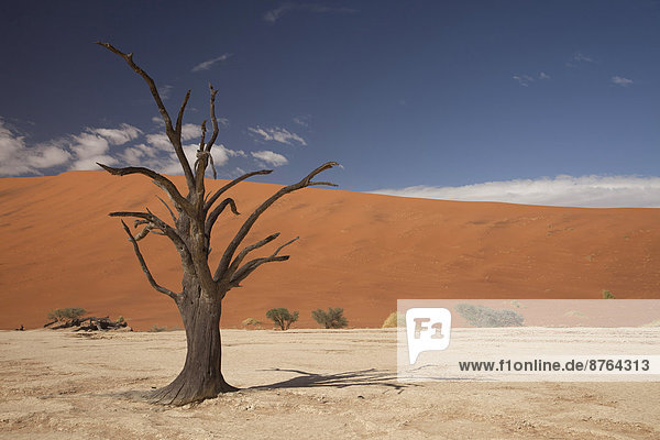 Dead tree in the Dead Vlei desert  Namib-Naukluft National Park?  Skeleton Coast National Park  Hardap Region  Namibia