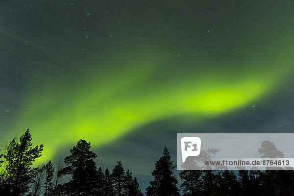 Northern Lights  near Saariselkä  Finland