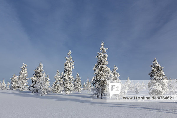 Verschneiter Tannenwald  Saariselkä  Finnland