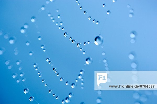 Water drops on cobweb on blue background