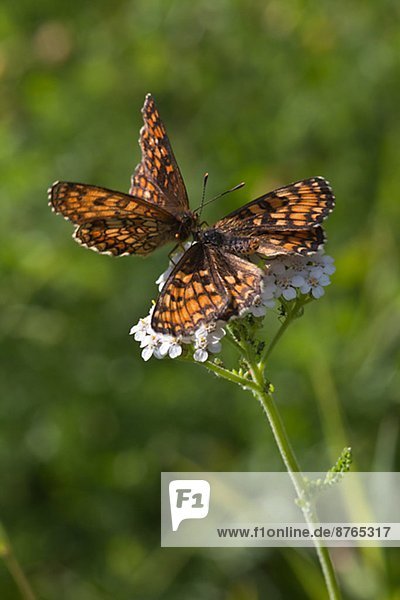 Blume  Schmetterling  hocken - Tier  2  Heide  Schweden