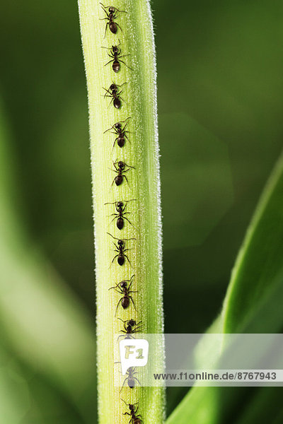 Ameisen krabbeln das Blatt hoch