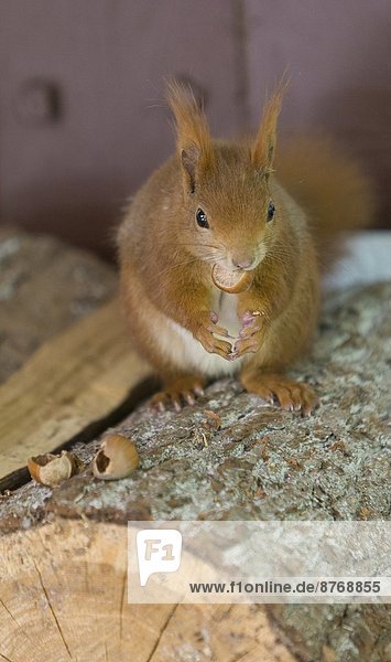 Deutschland  Hessen  Eichhörnchen auf Baumstamm sitzend  Nüsse essend