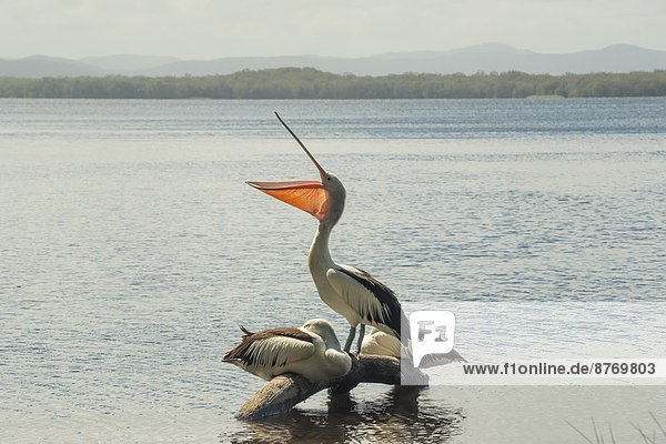Australien  New South Wales  Myall Lakes National Park  Gruppe von drei Pelikanen (Pelecanus conspicillatus)